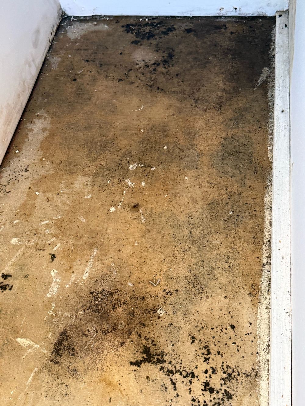 Ceiling lining stained and mouldy where water had been coming in, found during a defect investigation inspection in Forestville