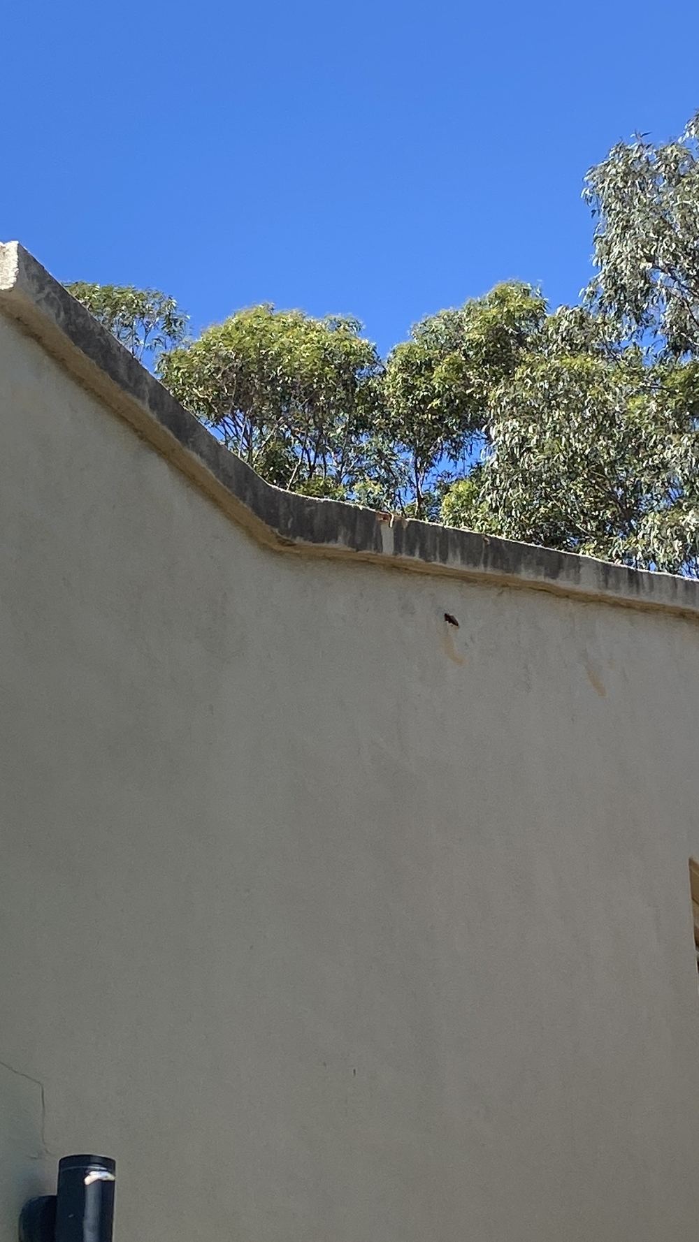Fitting a building inspection into the NSW cooling off period